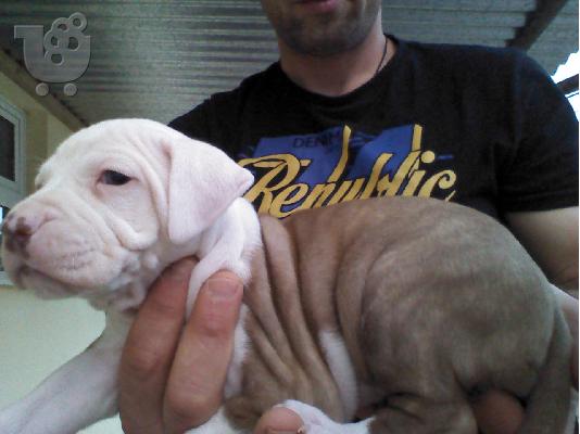 πωλουνται κουταβια pitbull